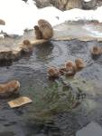 monkey onsen