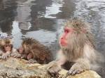 monkey onsen2