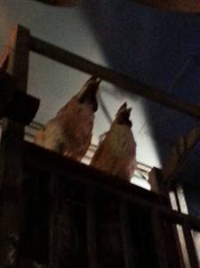 chickens