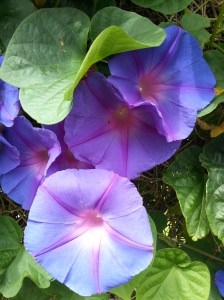 Morning Glory Love